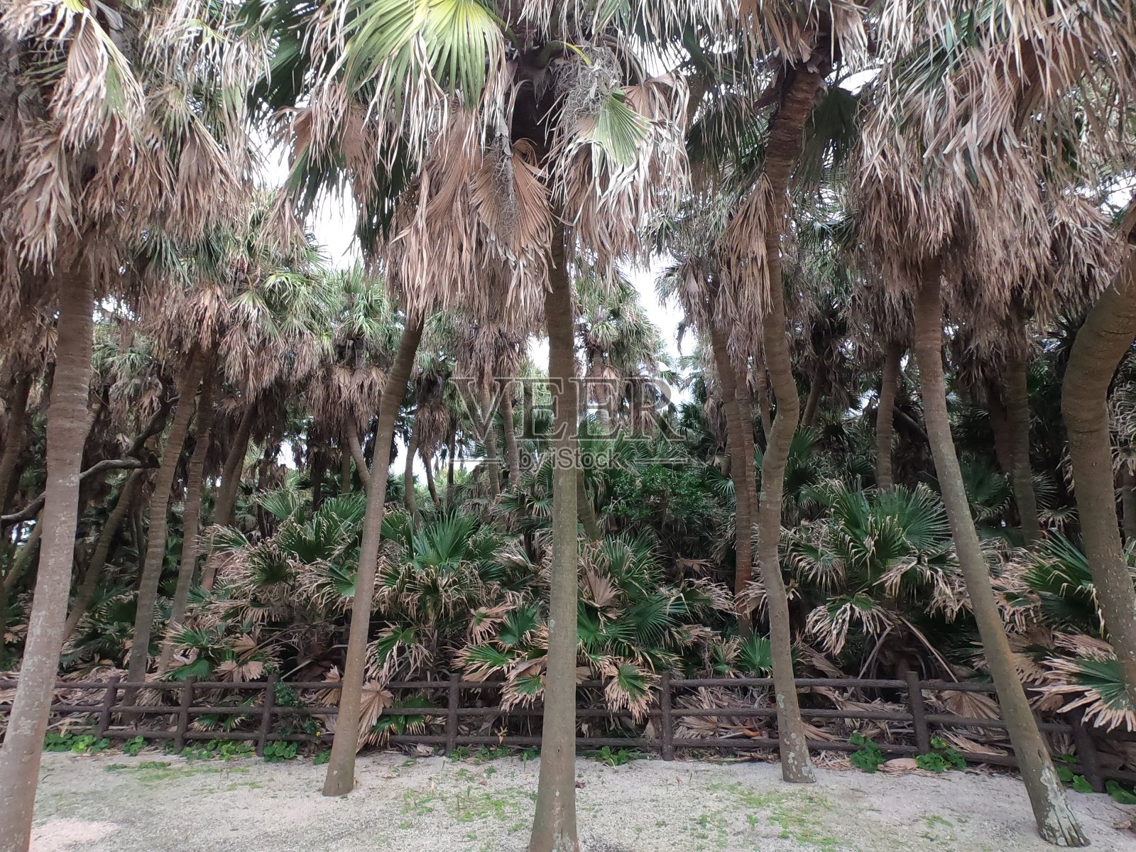 丛林的景色照片摄影图片