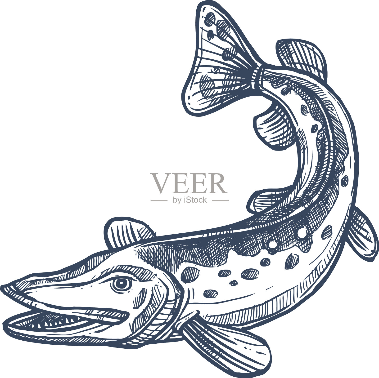 梭子淡水鱼孤立单色素描设计元素图片