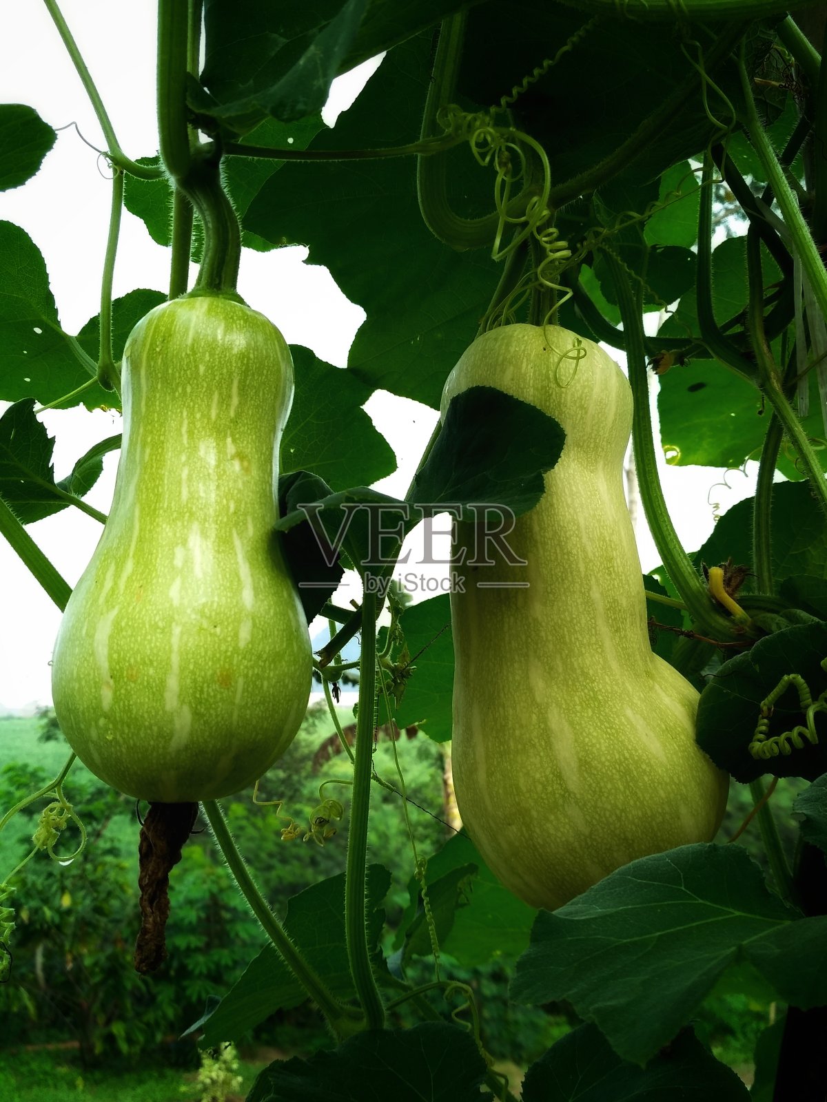 南瓜照片摄影图片