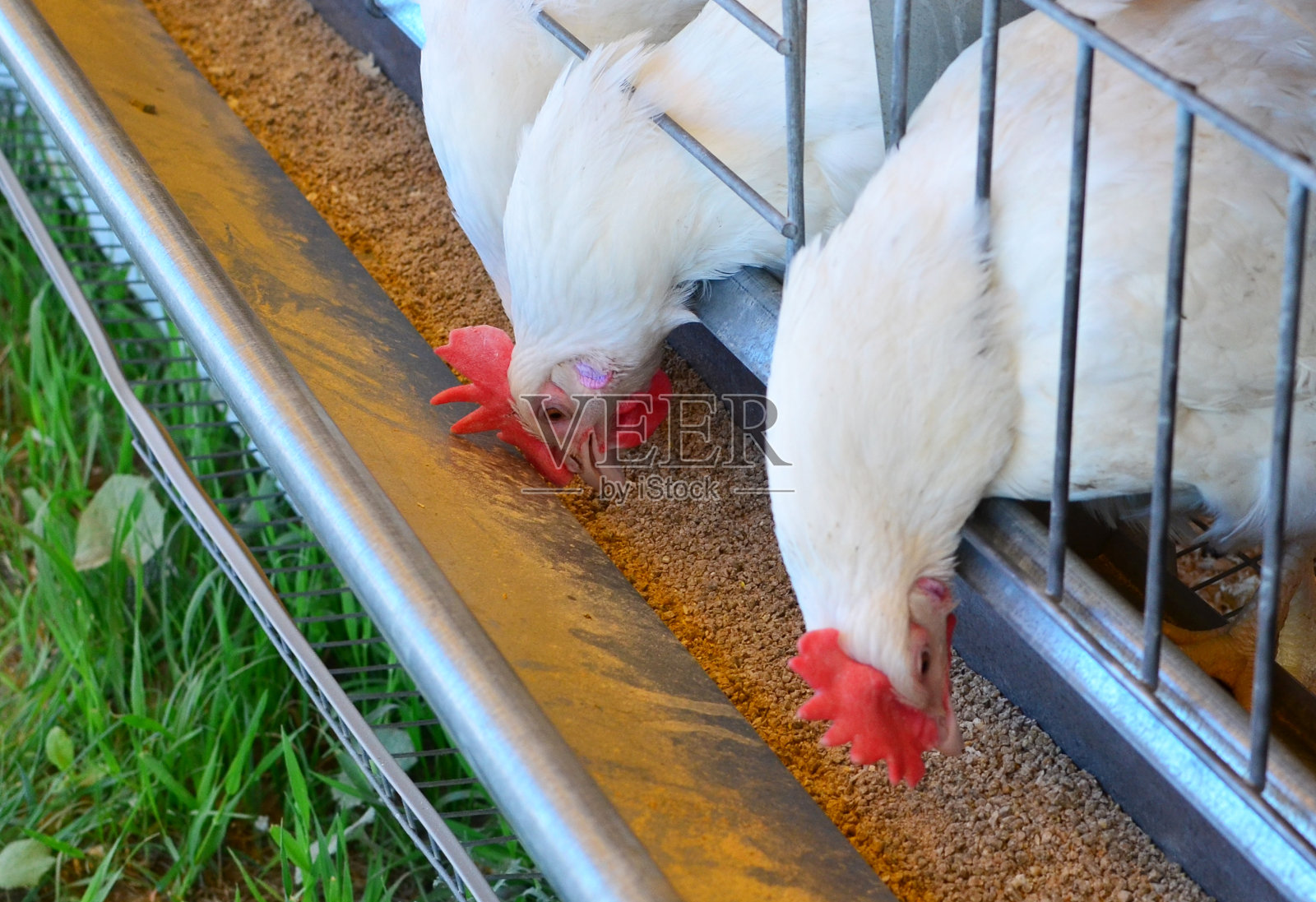 农场大鸟舍里的鸡。鸡产蛋和农业经营理念照片摄影图片