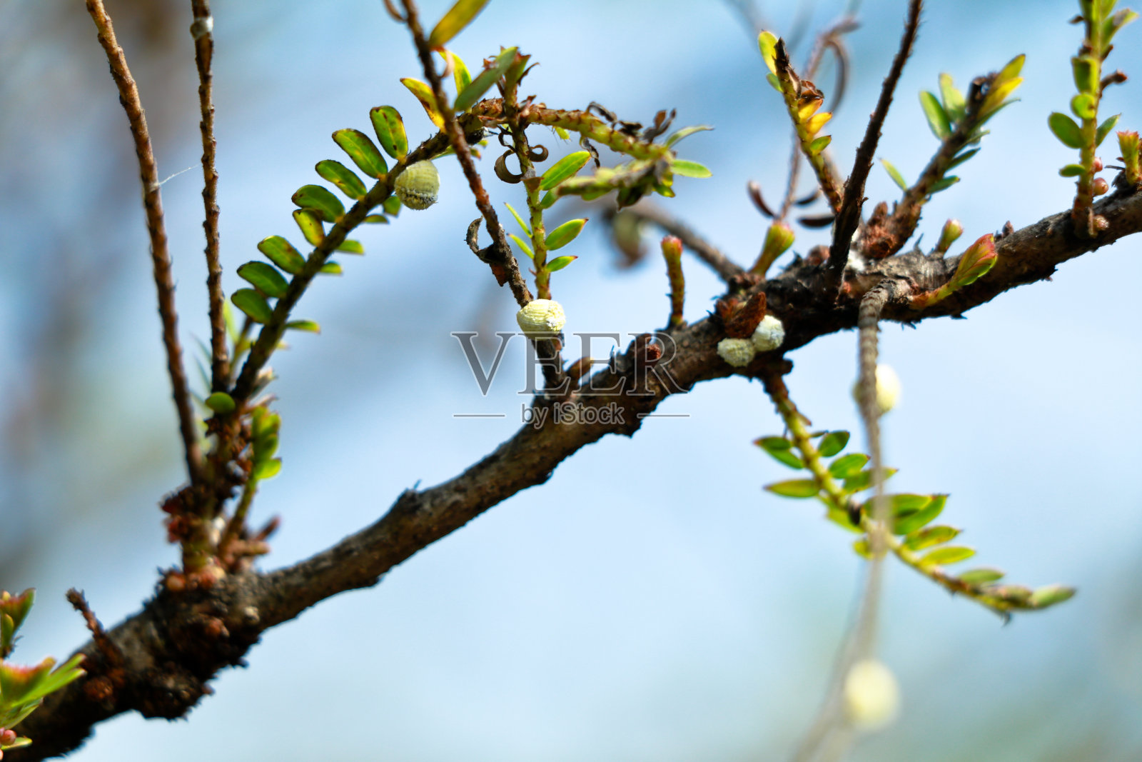 树液â在醋栗树枝上吮吸昆虫照片摄影图片