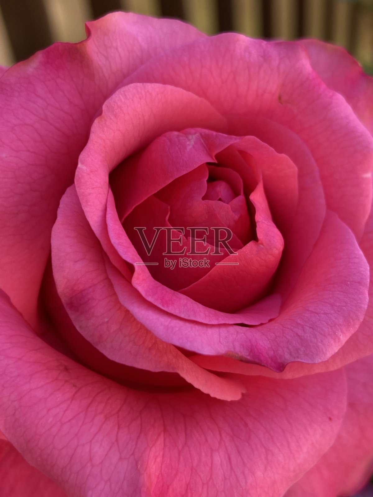 近距离的粉红色玫瑰花照片摄影图片