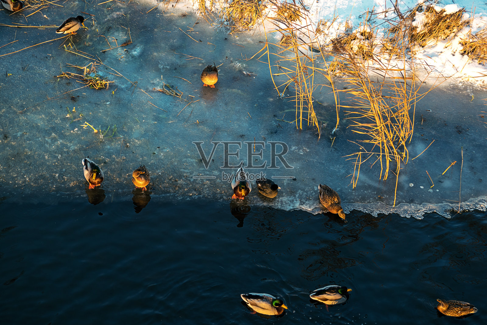 鸟瞰水面上游泳的鸭子。傍晚的阳光与美丽的天空反射。冬天的风景照片摄影图片