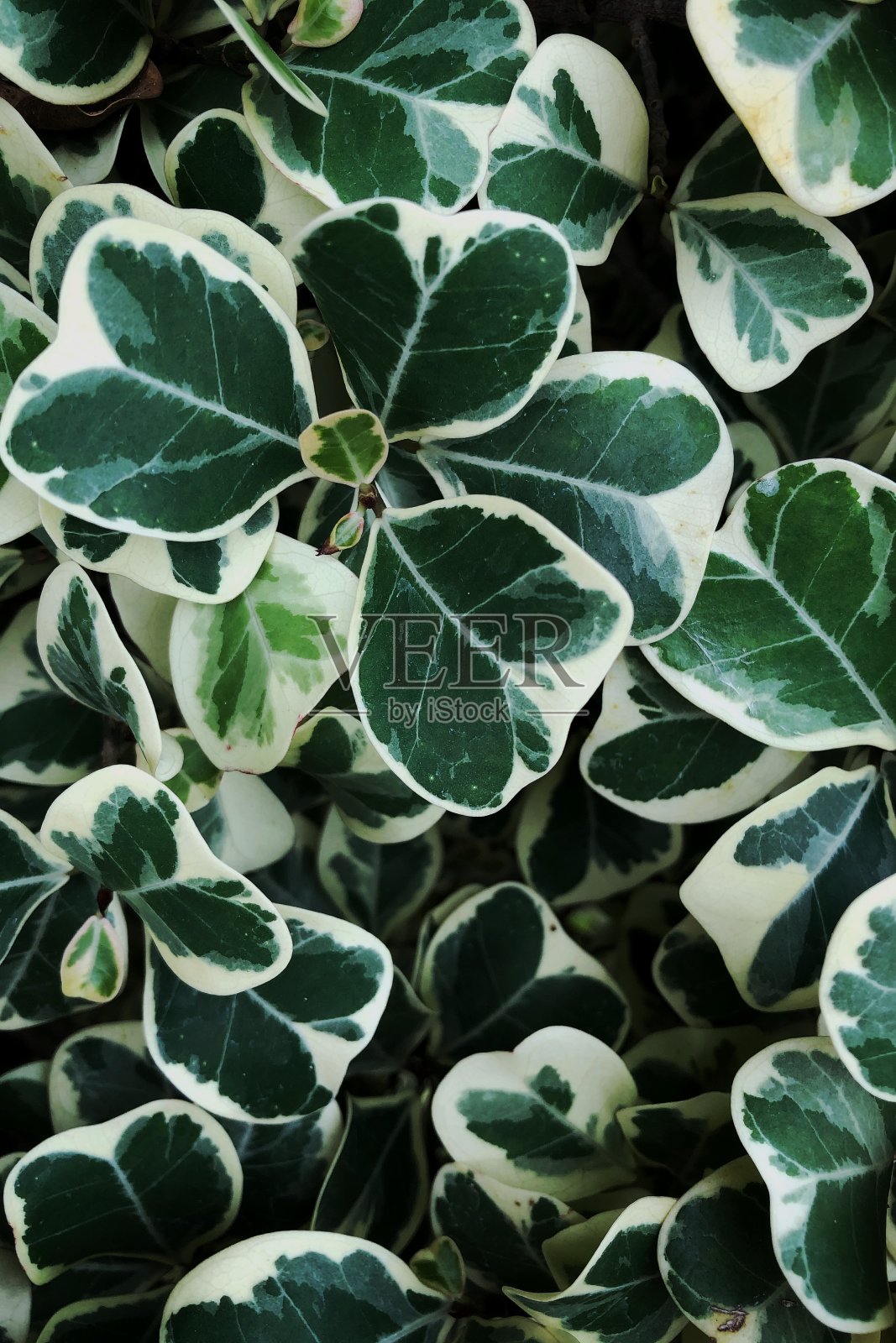 绿叶背景照片摄影图片