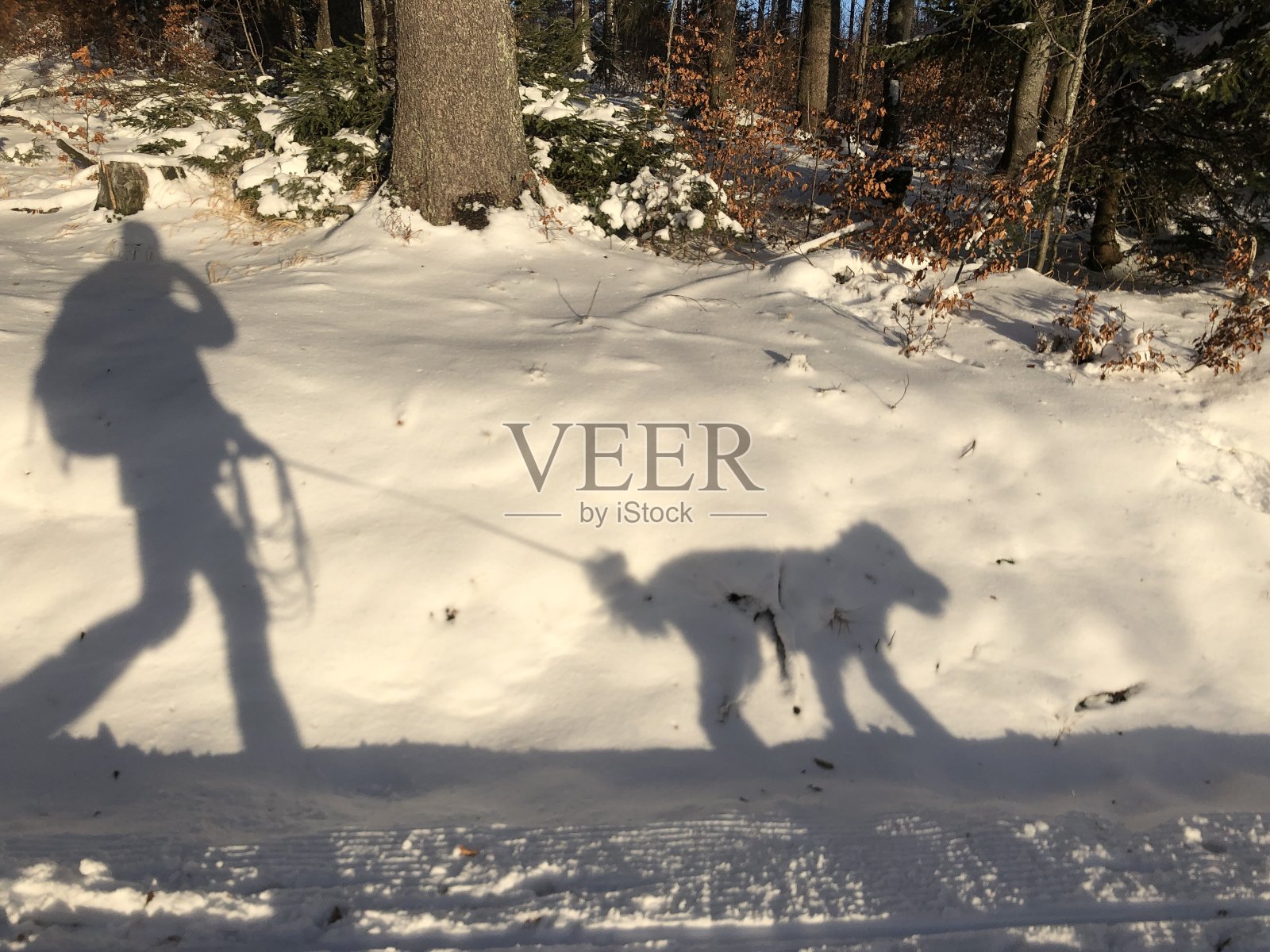 雪中行走时狗和人的影子照片摄影图片