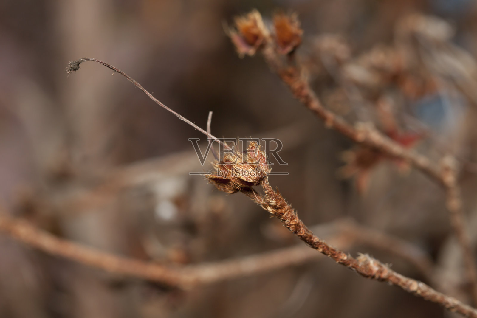 杜鹃花死的种子荚具雄蕊照片摄影图片