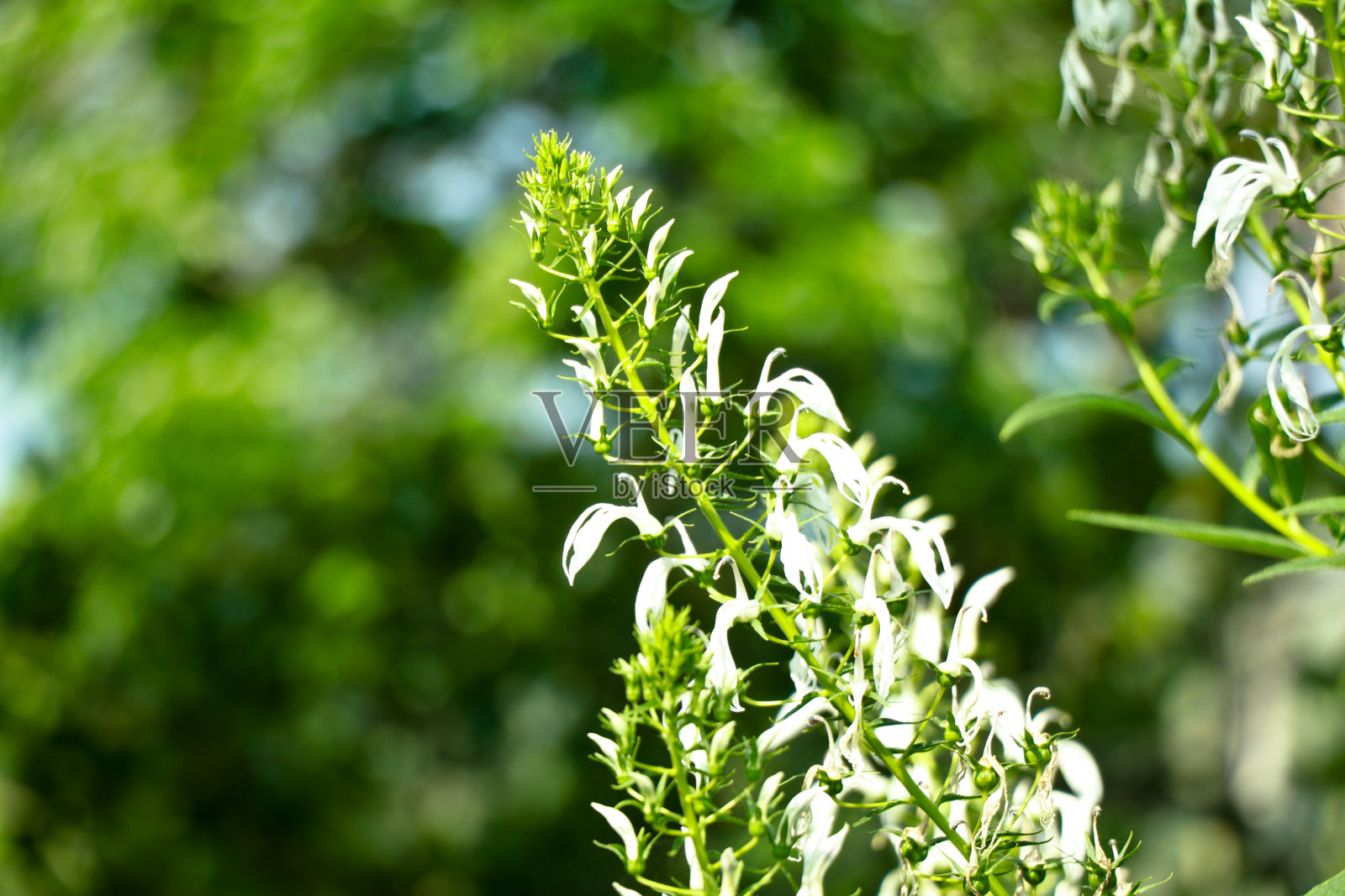 野生烟草或半边莲的白色花照片摄影图片