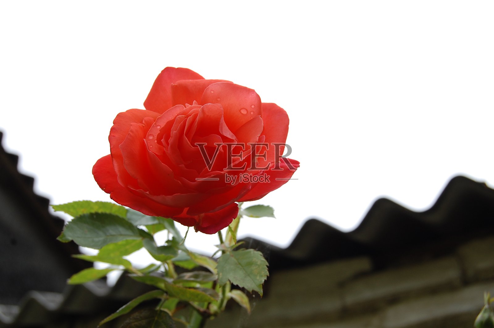 低角度的观点，在一个单一的玫瑰头与雨滴反对一个阴云yetzz明亮的天空。照片摄影图片