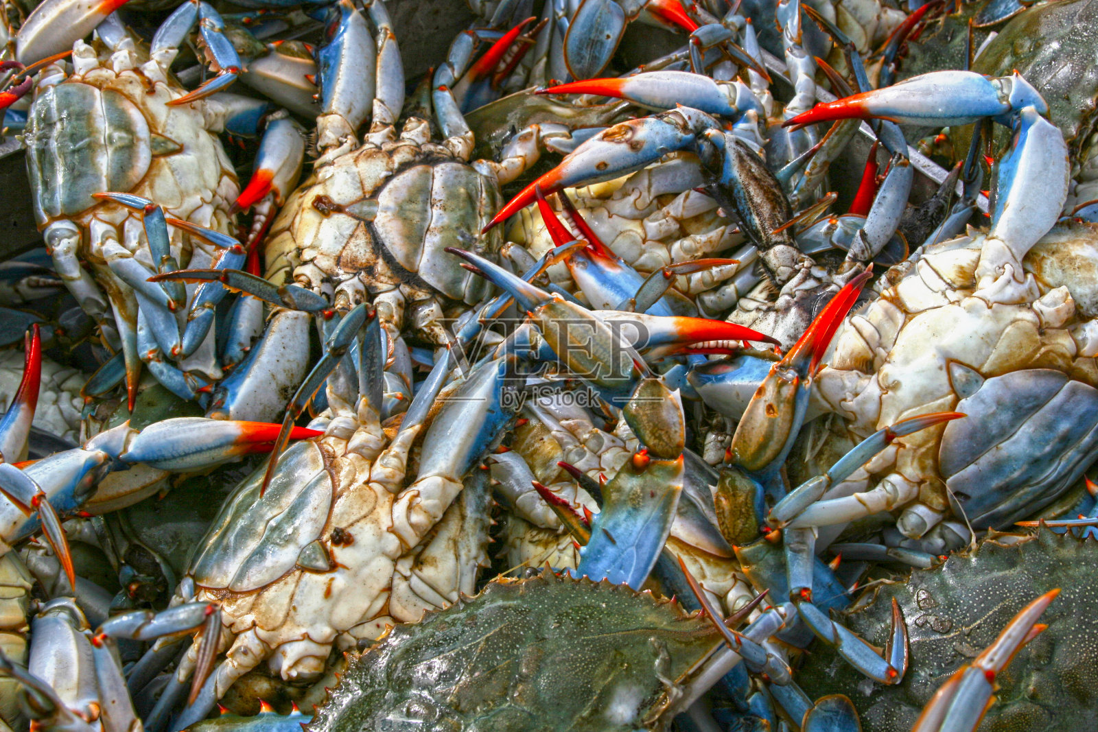 蓝蟹照片摄影图片