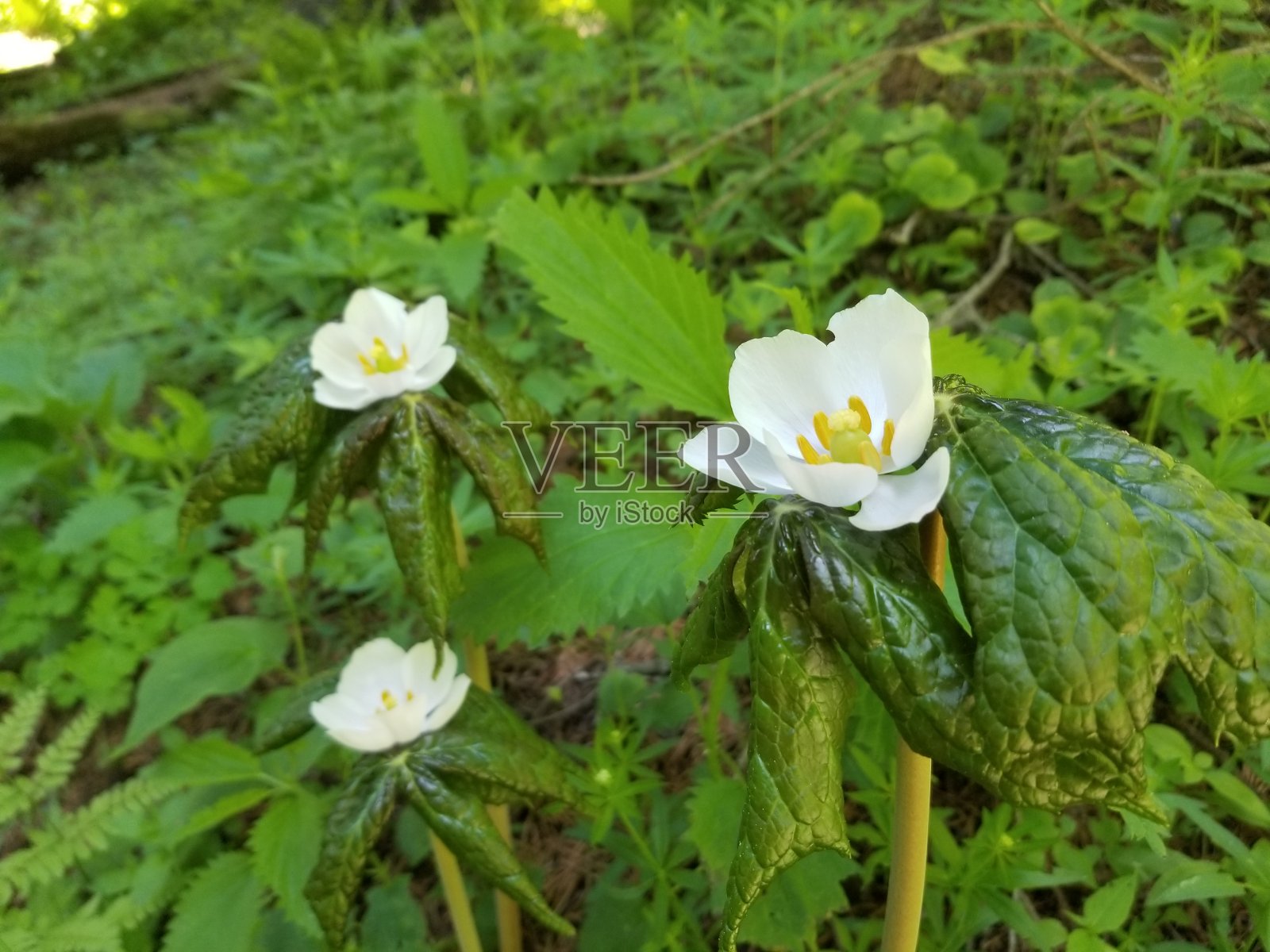 花的克什米尔照片摄影图片