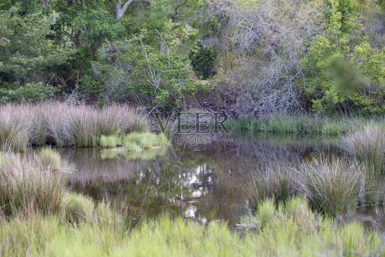湿地、沼泽、水路,照片摄影图片