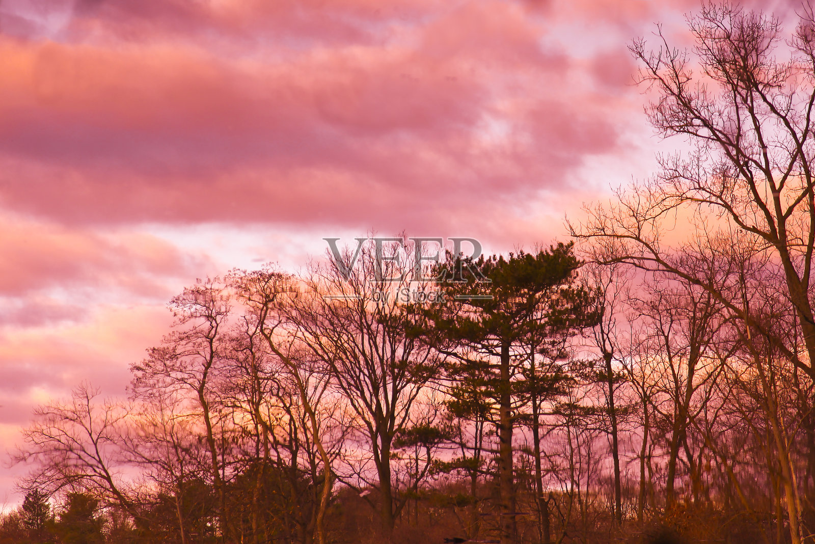 美丽的日落与森林映湖在冬天。美国新英格兰照片摄影图片
