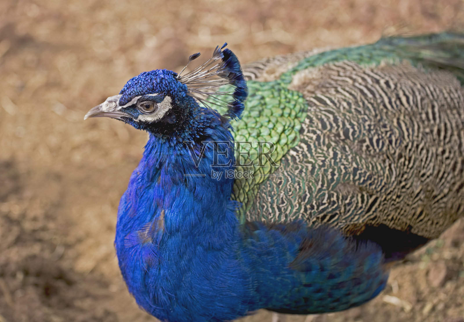 一只华丽的孔雀用它美丽的眼睛环顾四周。照片摄影图片
