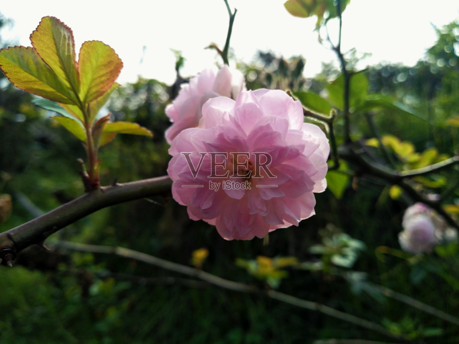 粉红色的花在树林里照片摄影图片