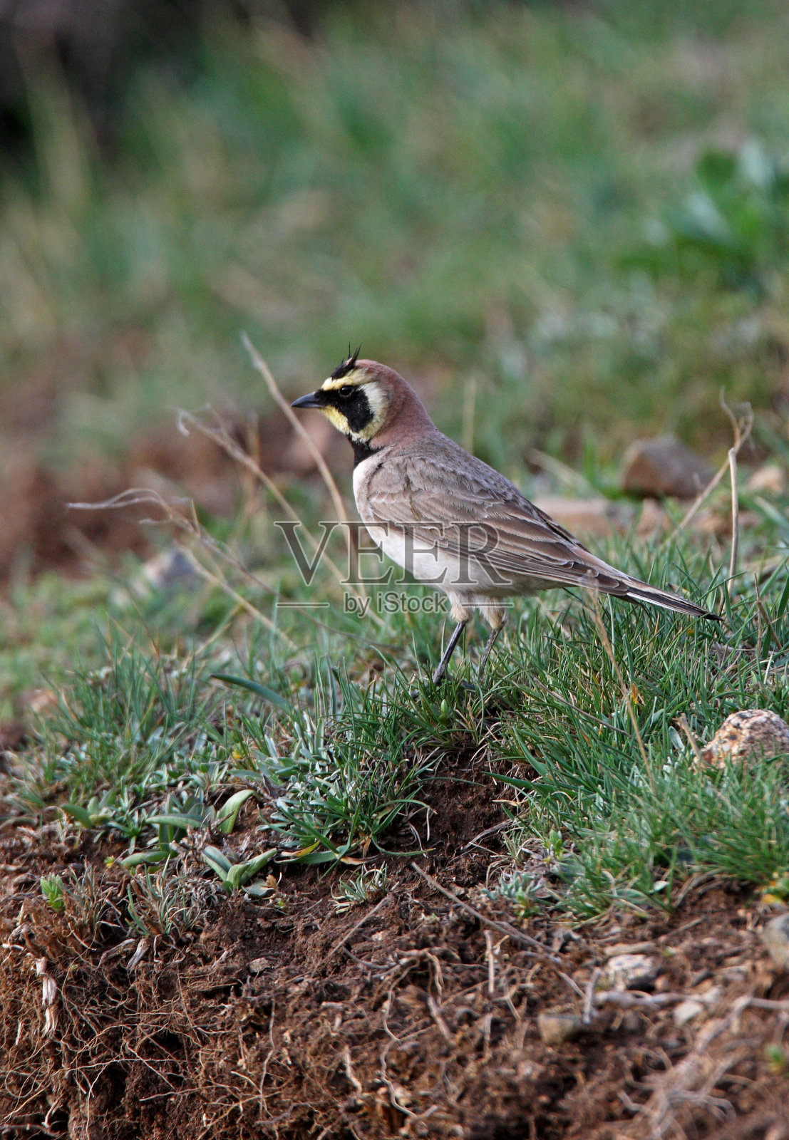 角云雀照片摄影图片