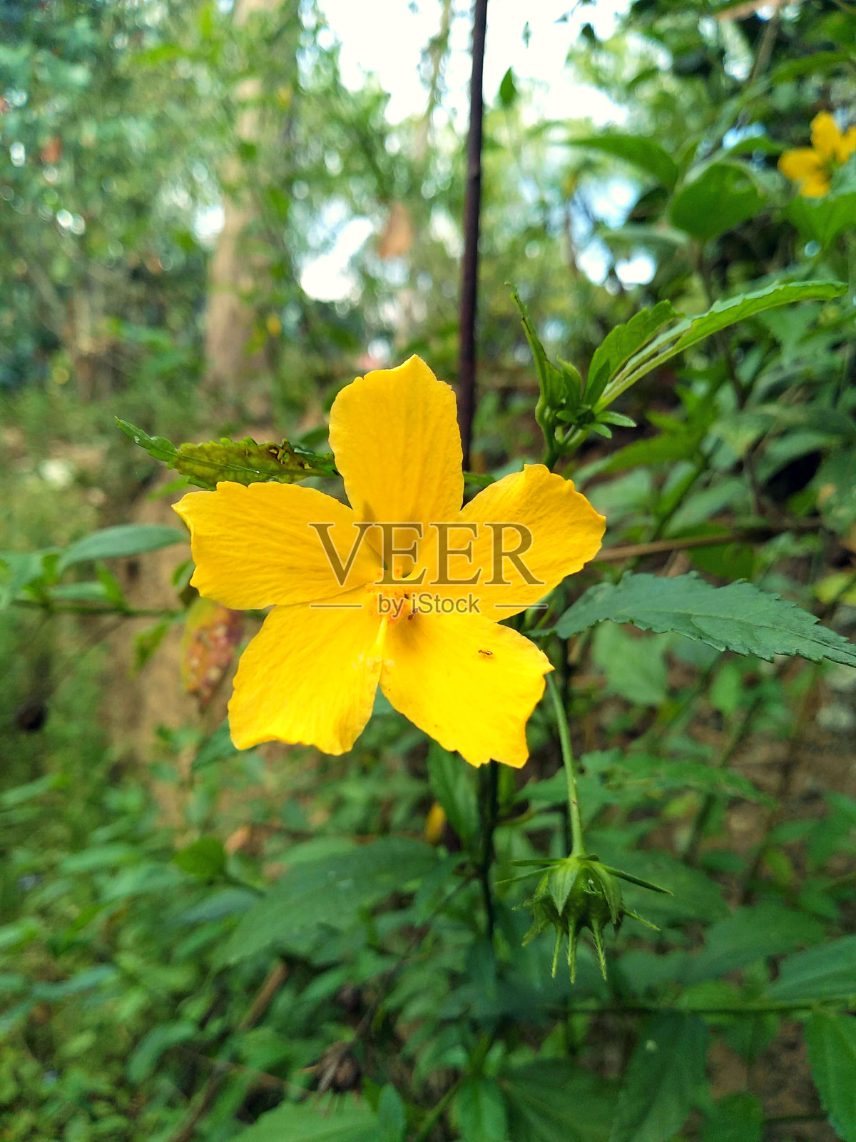 森林里的黄花照片摄影图片