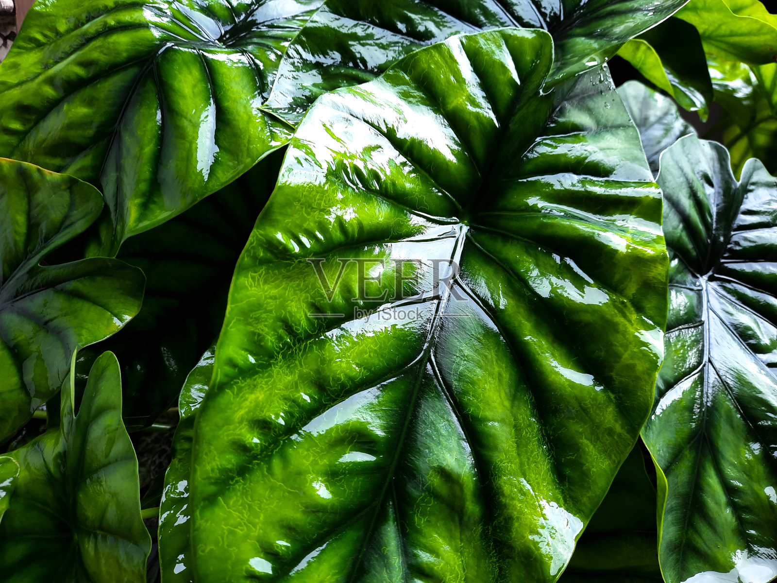 美丽的叶子照片摄影图片