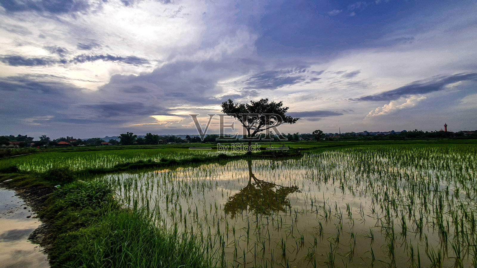 树在稻田里照片摄影图片
