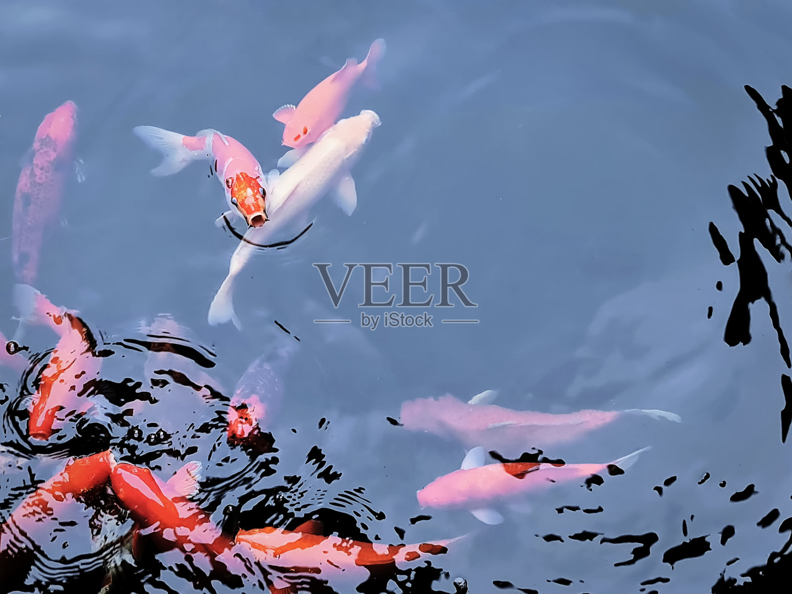 高角度观看日本鲤鱼在池塘照片摄影图片