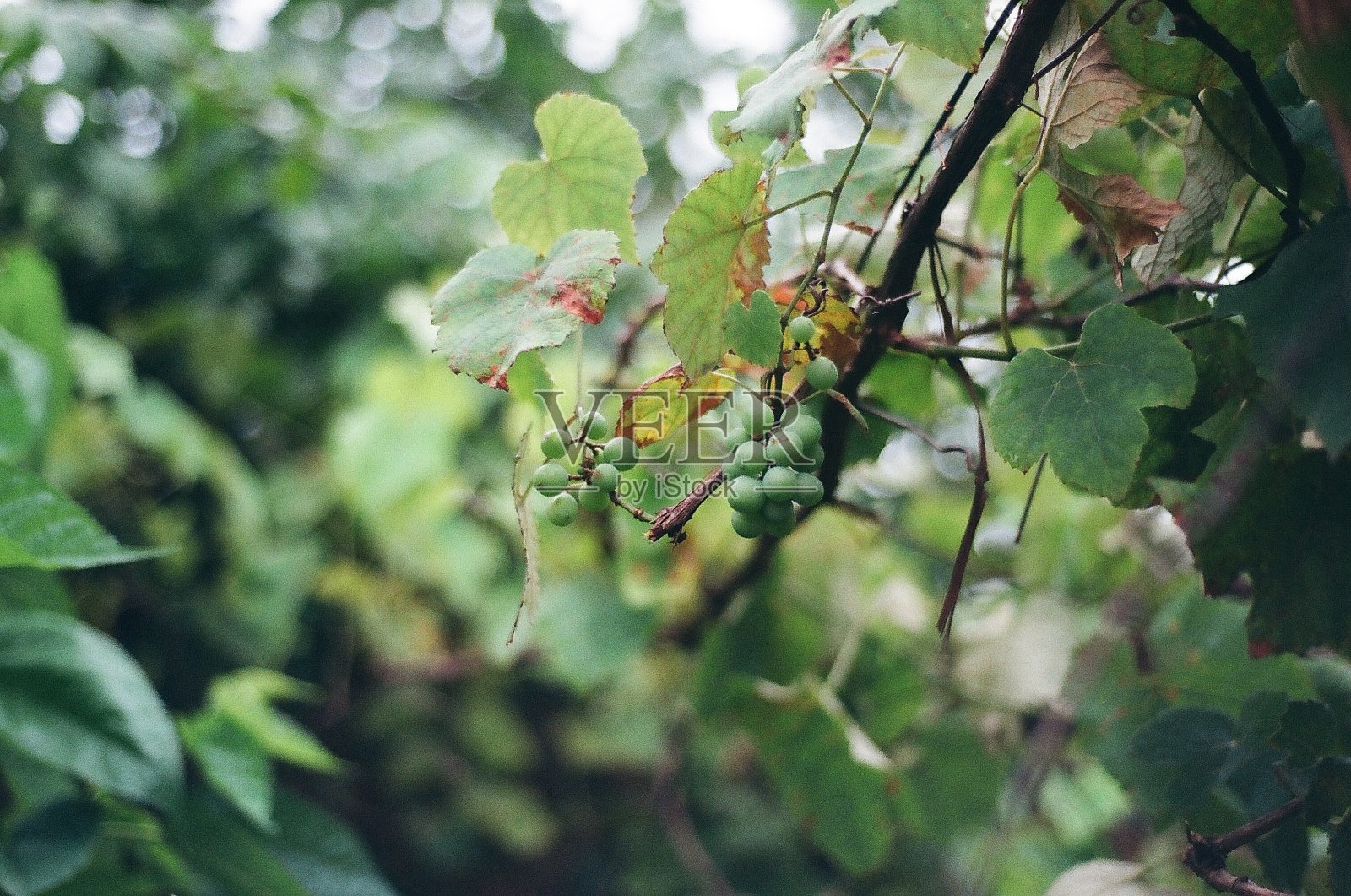 绿色的葡萄照片摄影图片