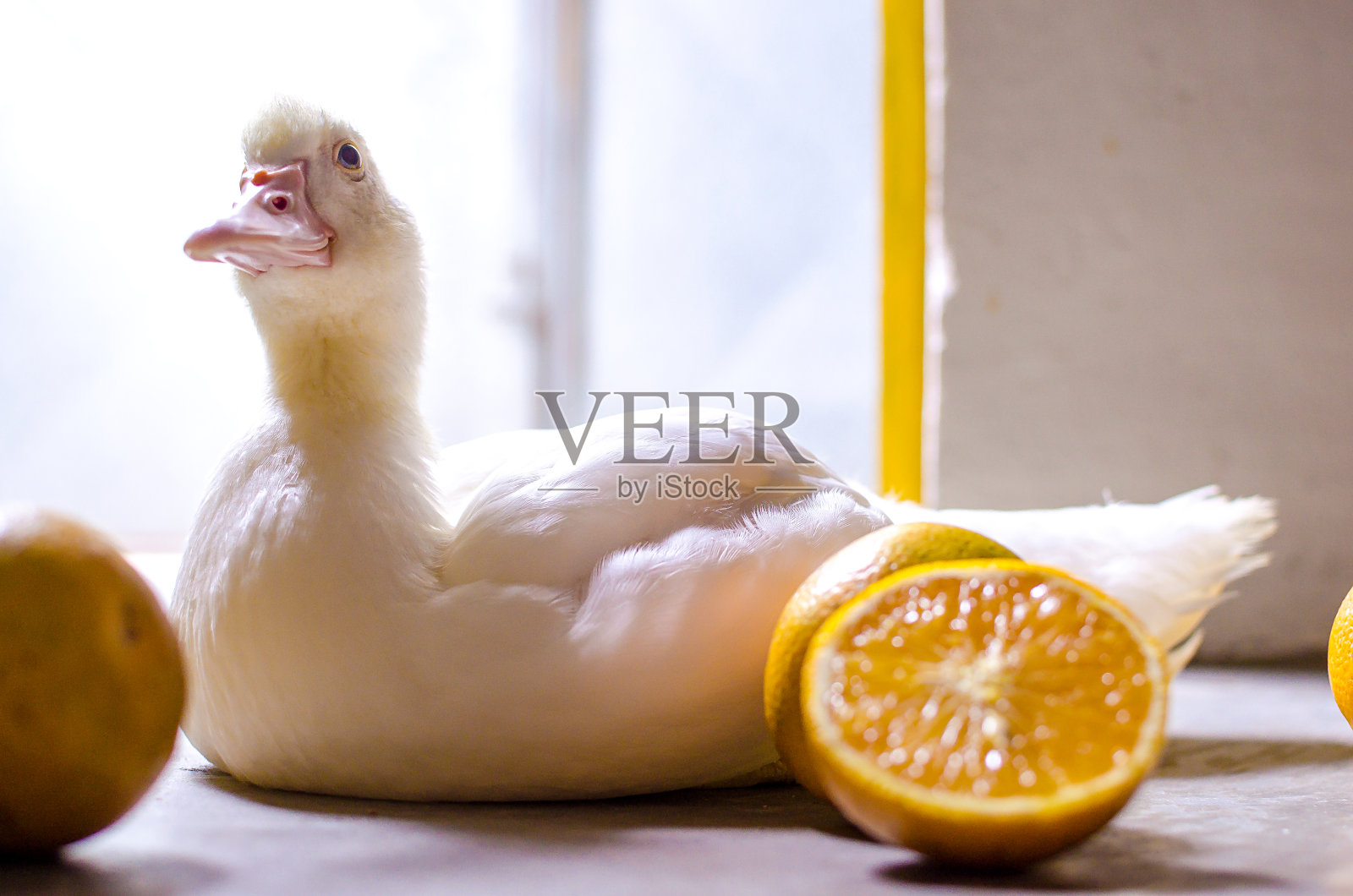 鸭子和橙色照片摄影图片