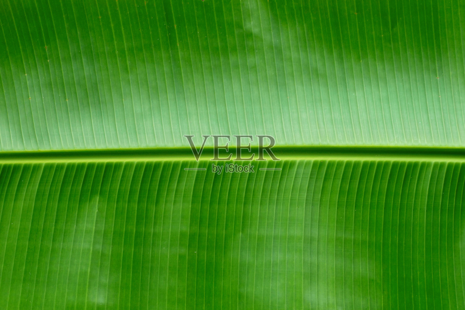 香蕉叶子的纹理为背景。照片摄影图片