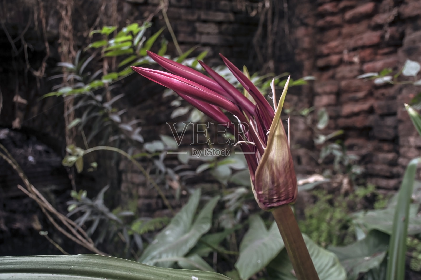 亚洲文百合-gymea百合在花园里的花。照片摄影图片