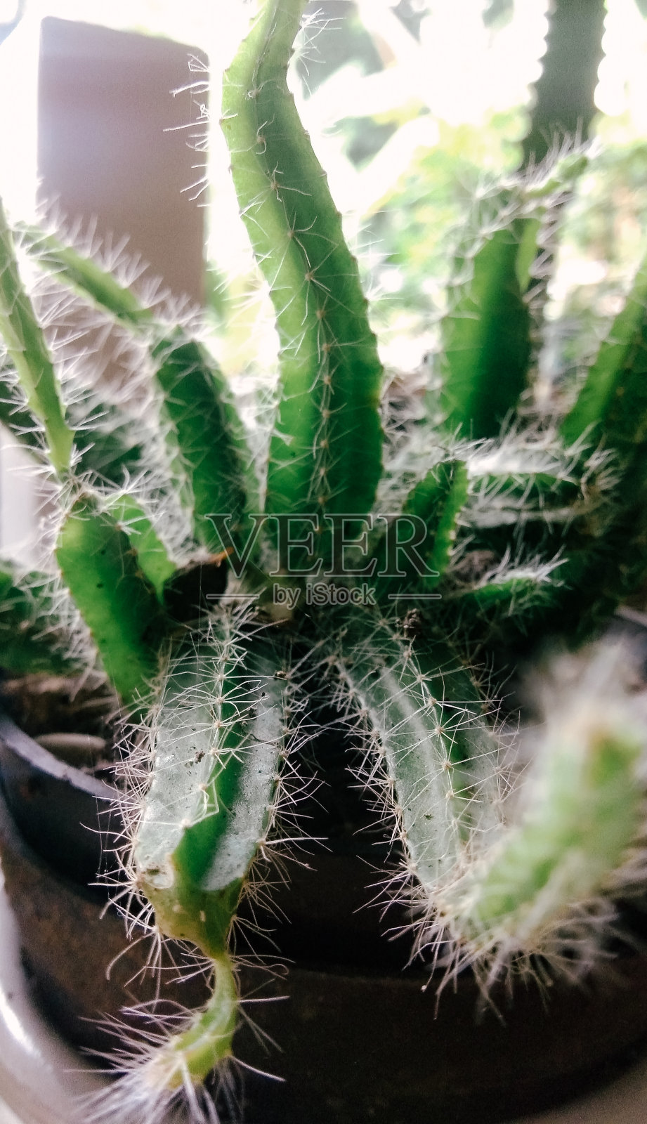 仙人掌照片摄影图片