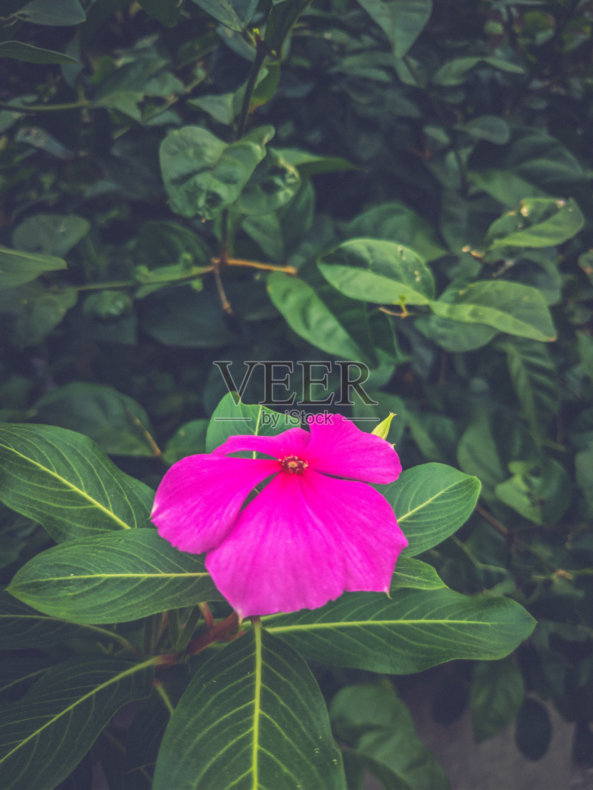 粉红色的花照片摄影图片