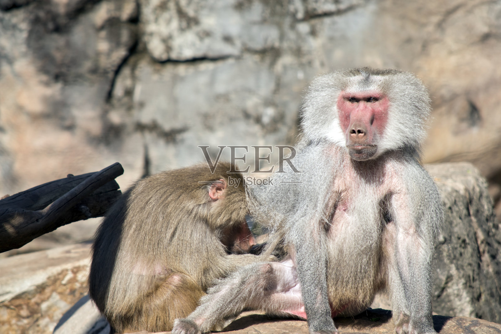 年轻的狒狒正在梳理年老的雄性狒狒照片摄影图片