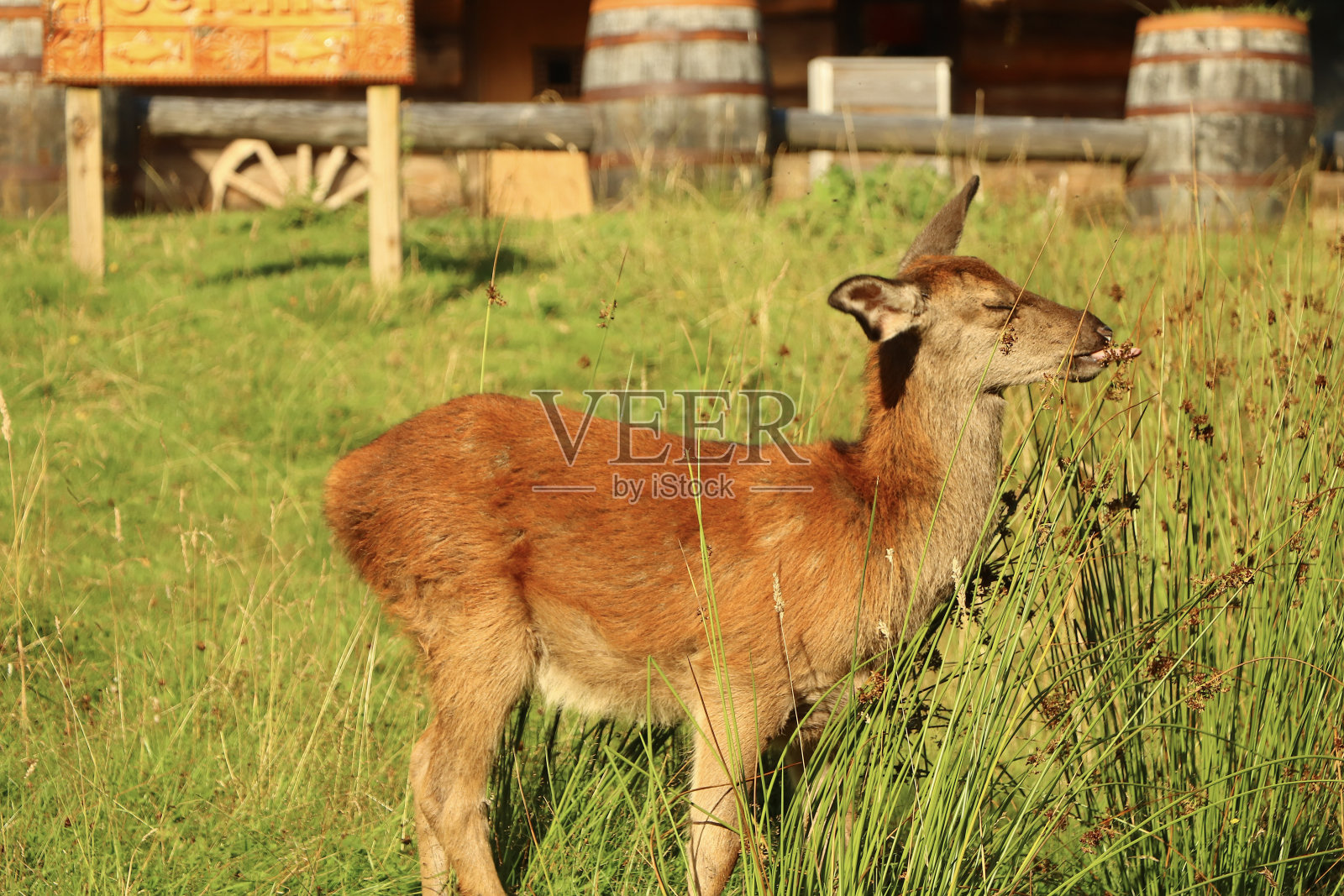 在苏格兰高地游荡的鹿照片摄影图片