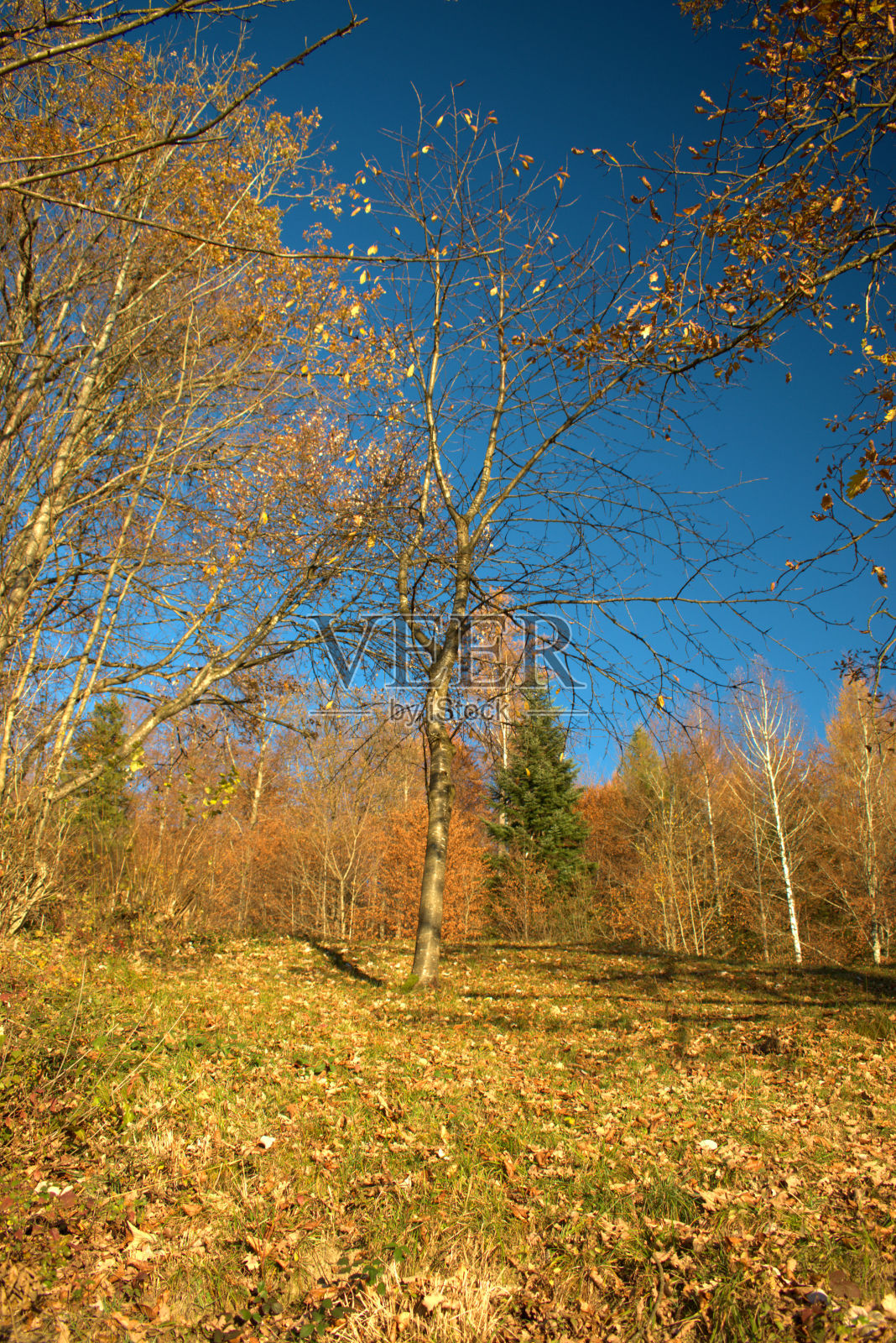 2020年11月18日，列支敦士登特里森贝格的秋天心情照片摄影图片
