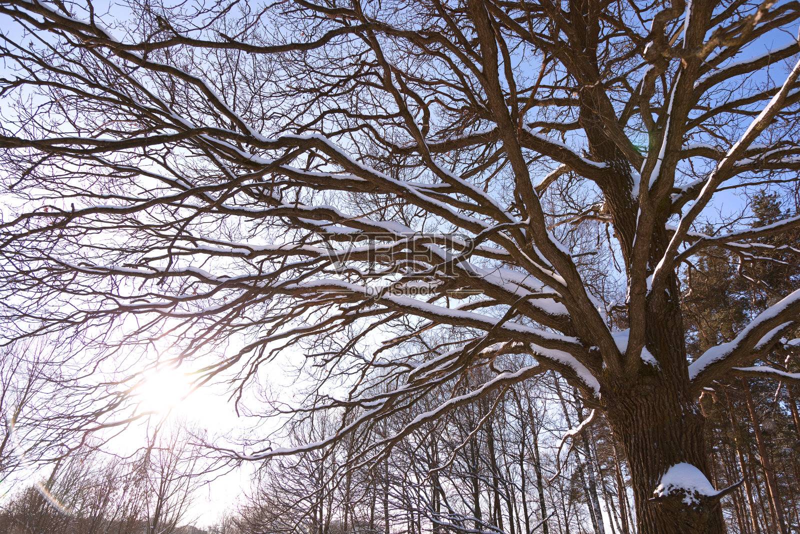 冬天被雪覆盖的枝繁叶茂的树。一棵大橡树。一缕阳光照片摄影图片