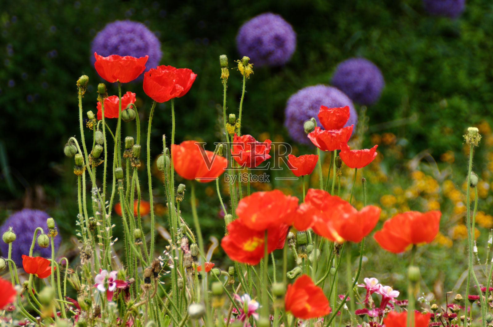 夏花照片摄影图片