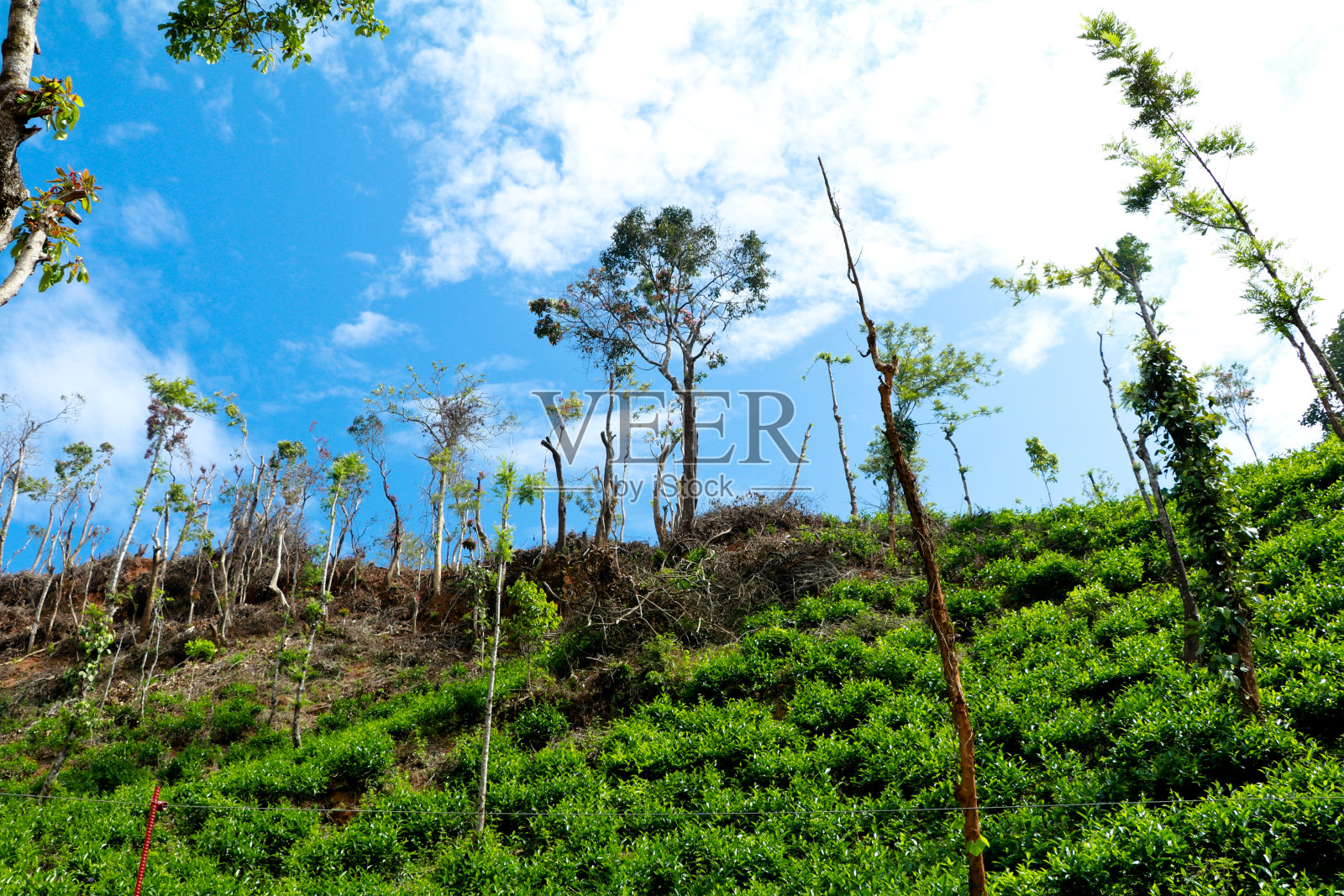 在蓝天的映衬下，树木被砍了一半照片摄影图片