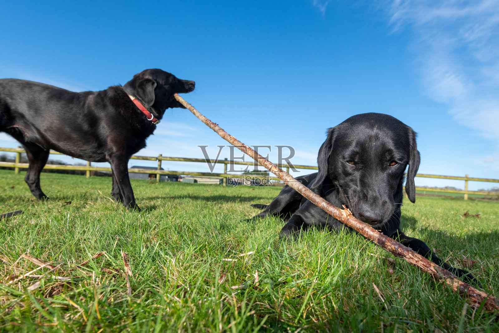 黑色拉布拉多照片摄影图片