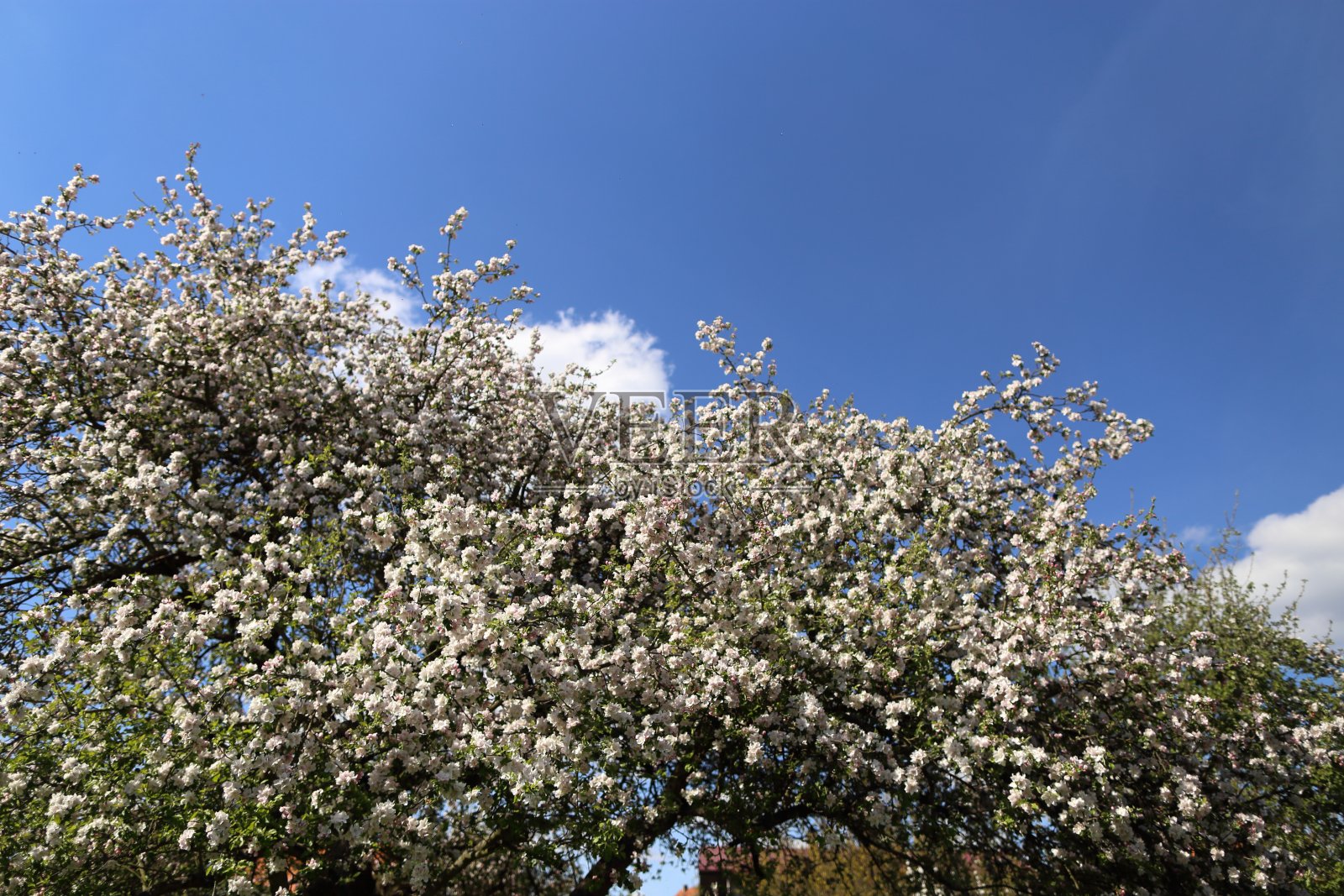 自然界苹果树上美丽的花朵，苹果在春天开花照片摄影图片
