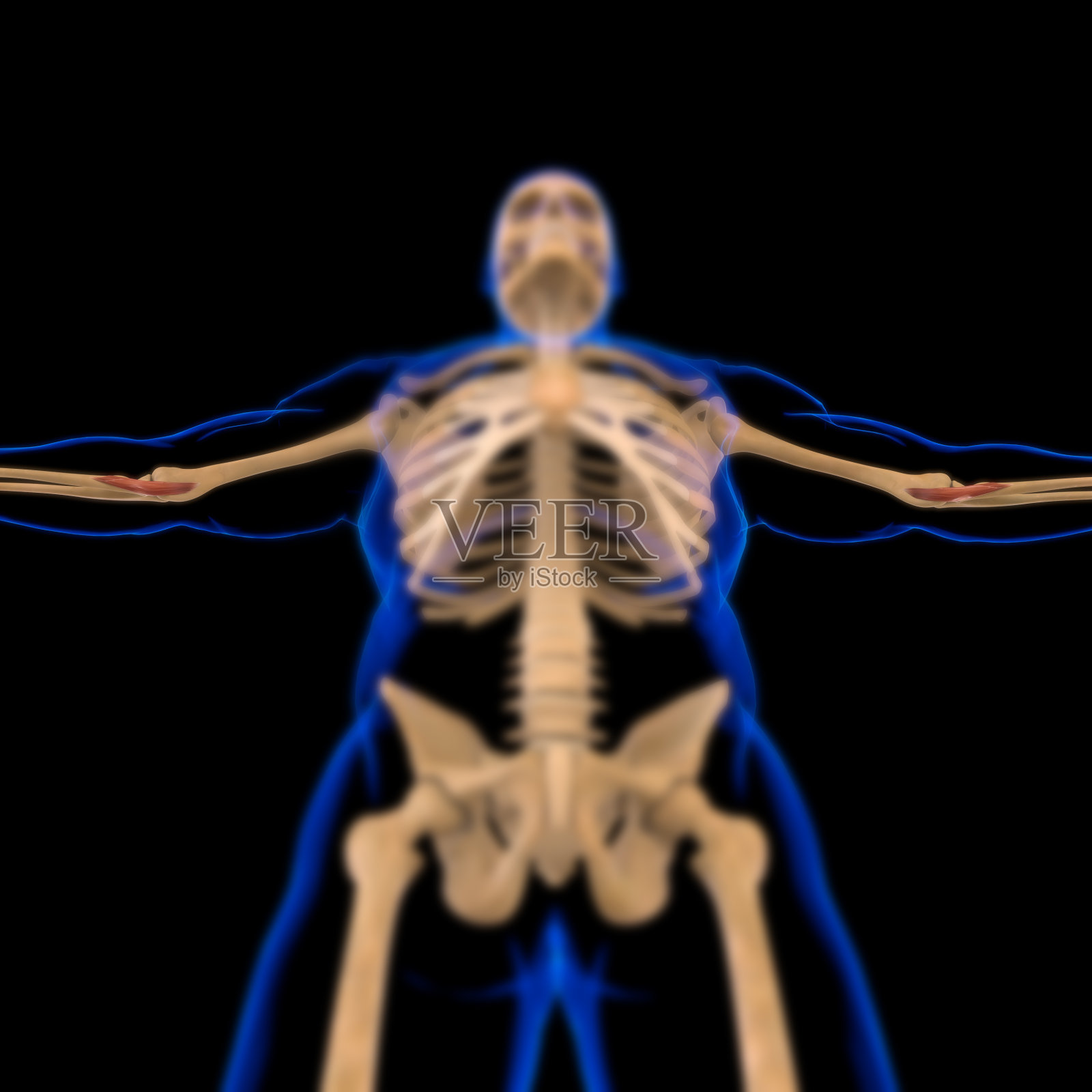 旋前圆肌解剖医学概念3D插图照片摄影图片