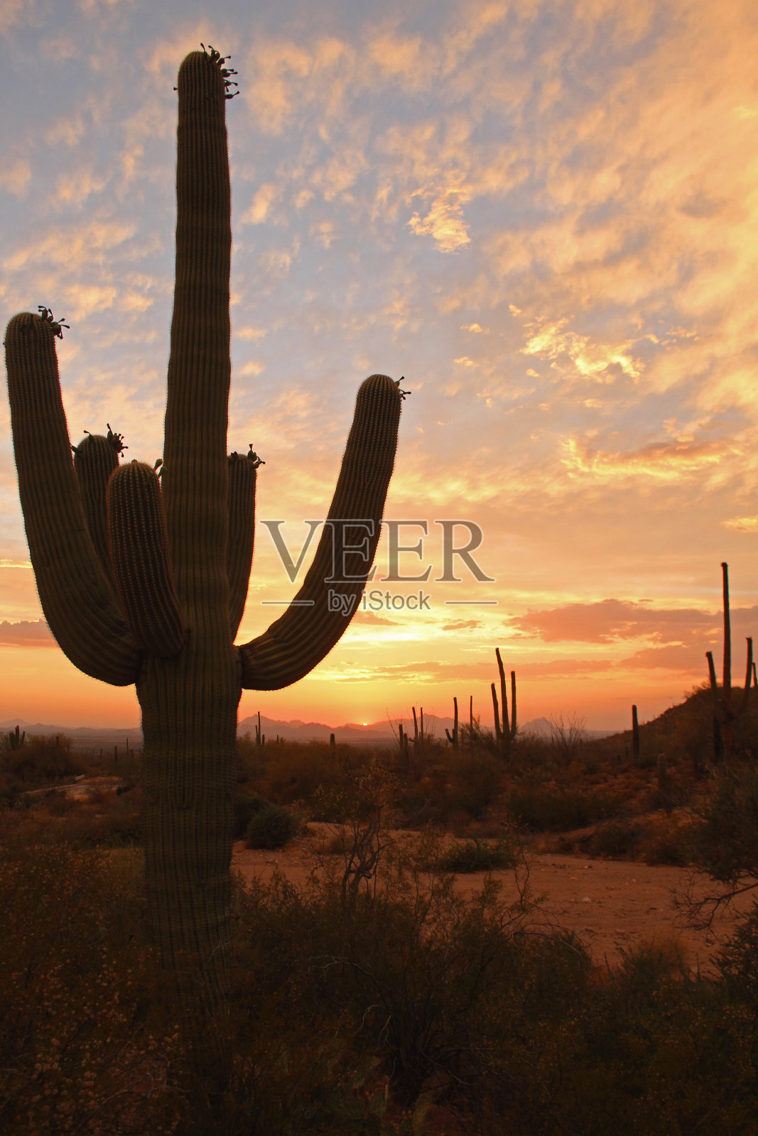 亚利桑那州-索诺拉沙漠-萨瓦罗斯照片摄影图片