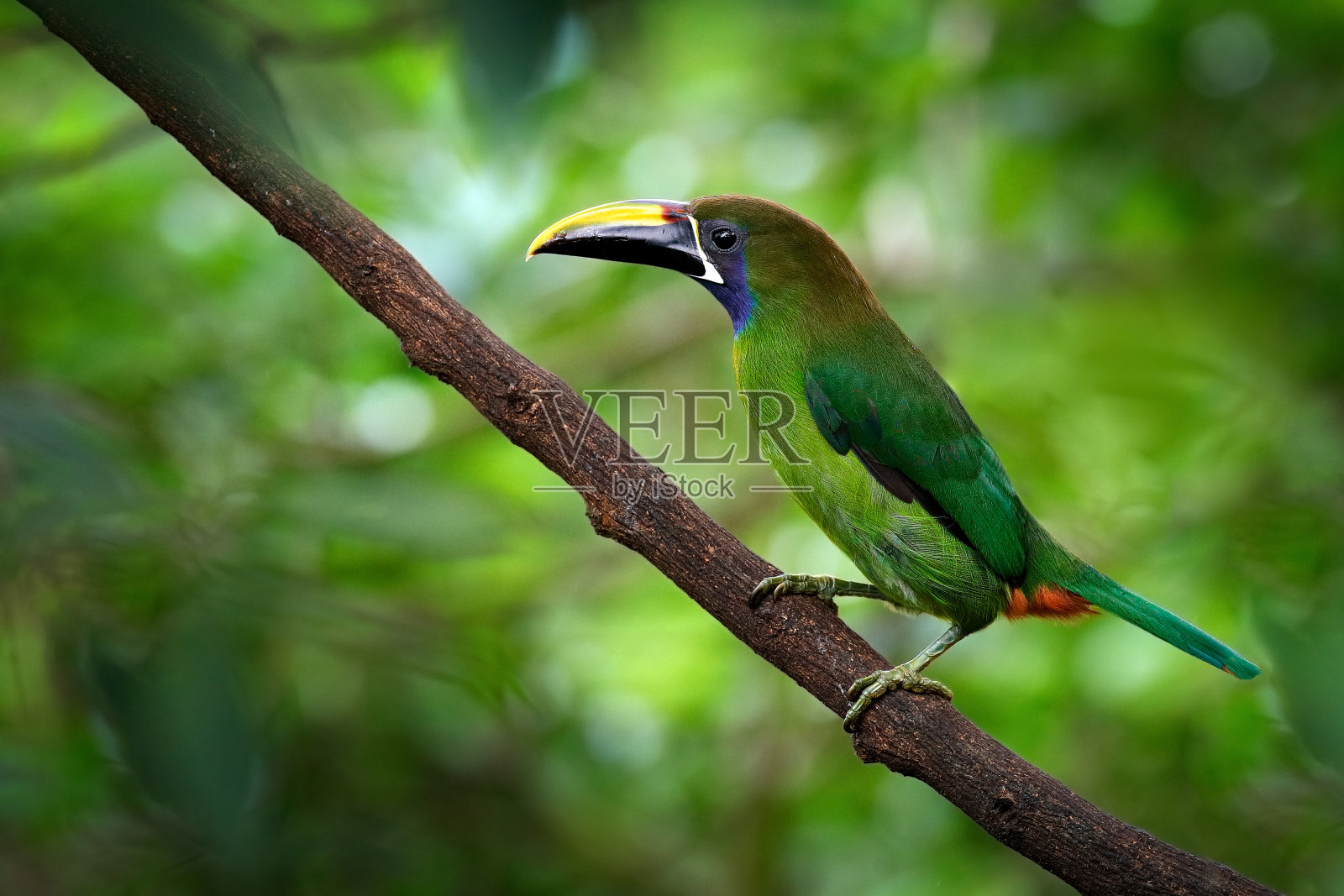蓝喉巨嘴鸟，蓝喉巨嘴鸟，蓝喙巨嘴鸟，绿色巨嘴鸟在自然栖息地，哥斯达黎加的山区。热带森林的野生动物场景。绿色的鸟坐在树枝上。照片摄影图片