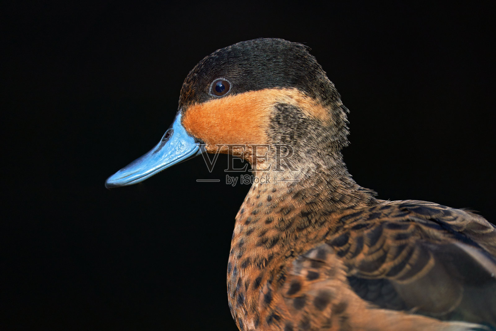水鸭，水鸭，与水鸭属的鸭子嬉戏。它是来自苏丹的东部和南部非洲的移民居民。夏天的鸭子，坐在河边的树枝上。鸭子在大自然的栖息地。照片摄影图片