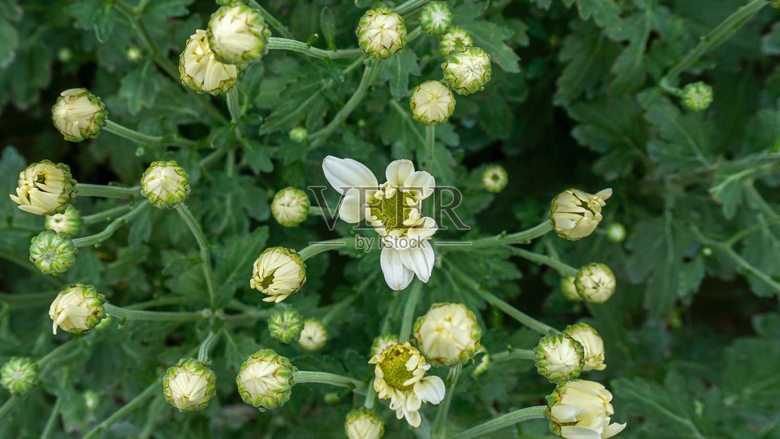 美丽的花朵。照片摄影图片