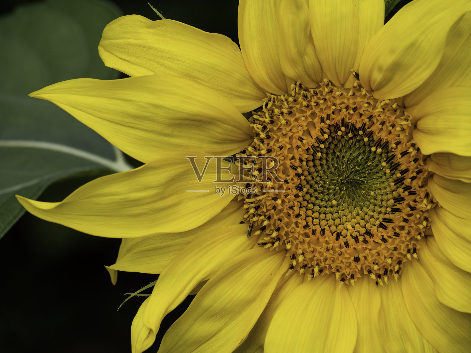 向日葵特写镜头。照片摄影图片