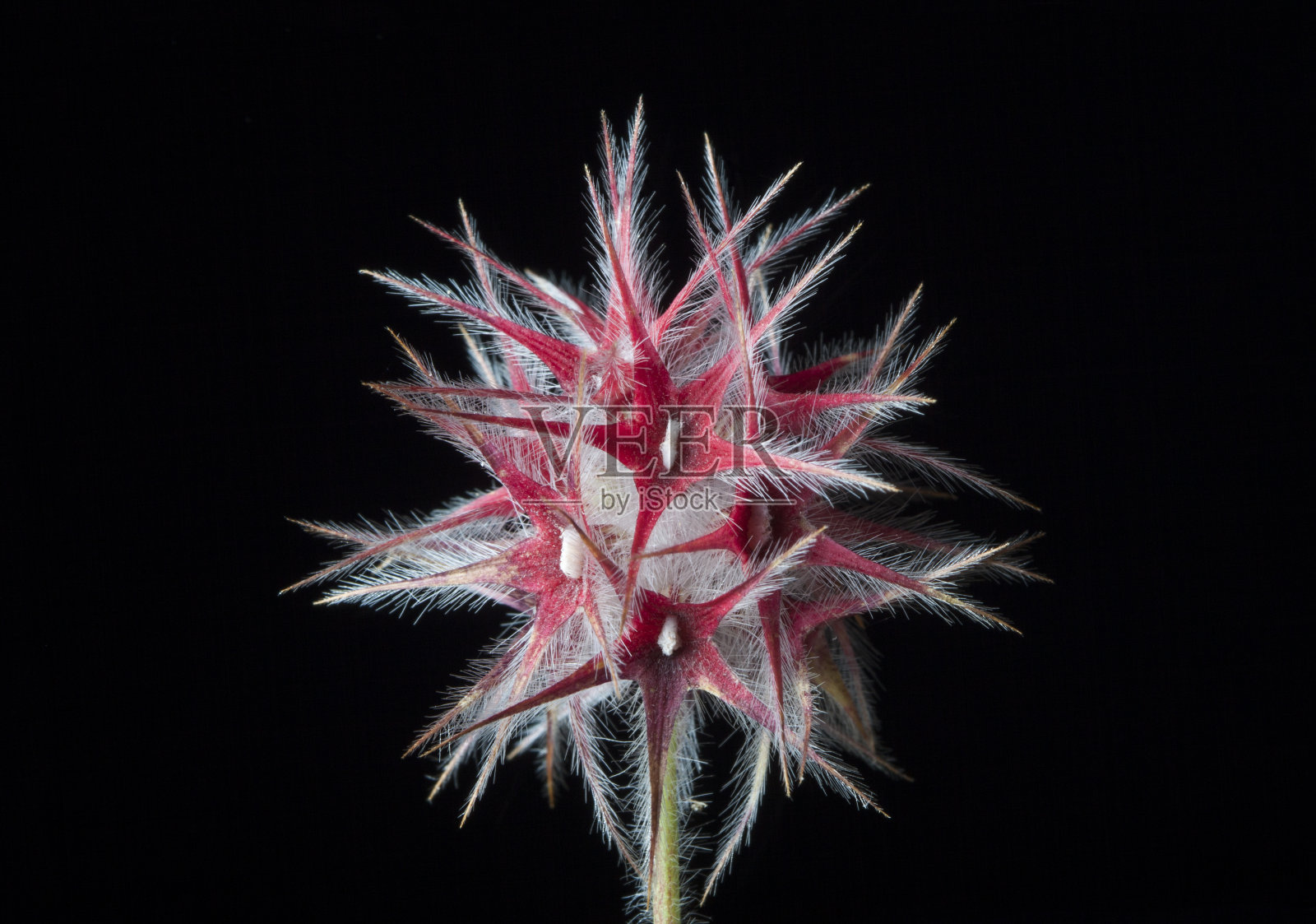 一个干枯的花头的特写照片照片摄影图片