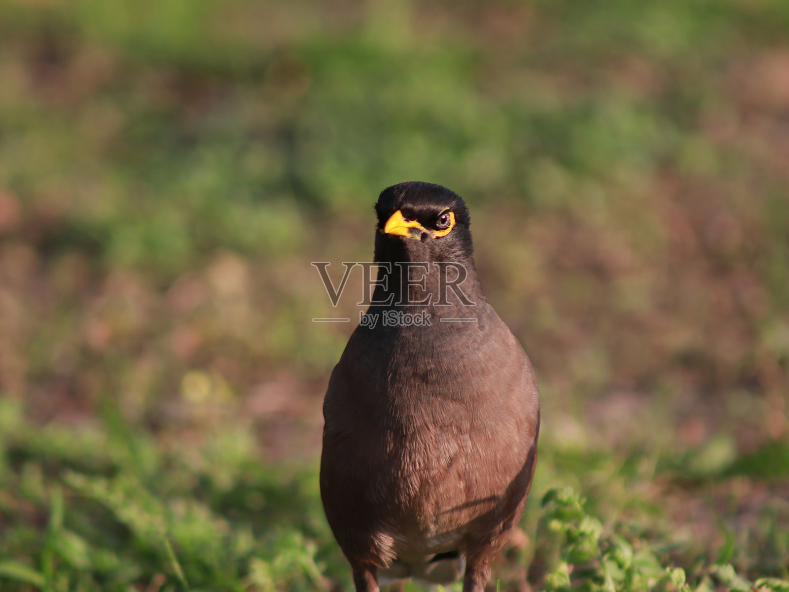 印度只八哥照片摄影图片