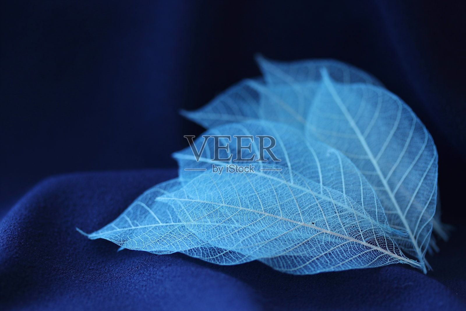 骨架叶设计照片摄影图片