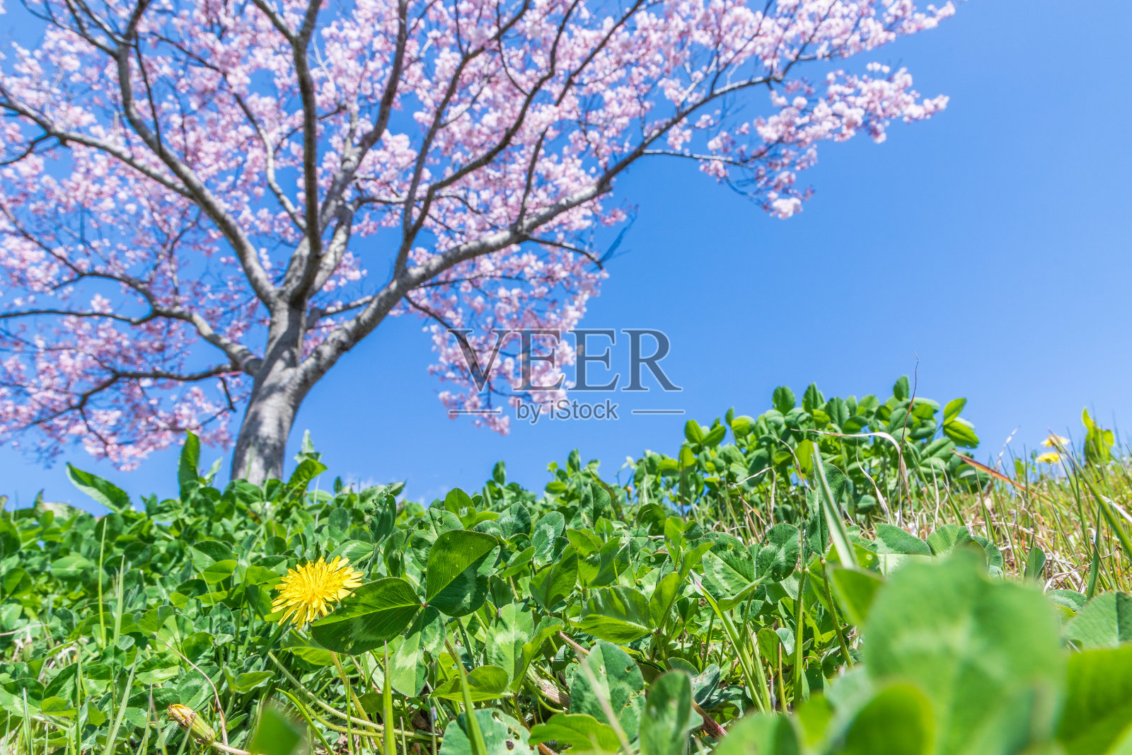 吉野樱花盛开照片摄影图片