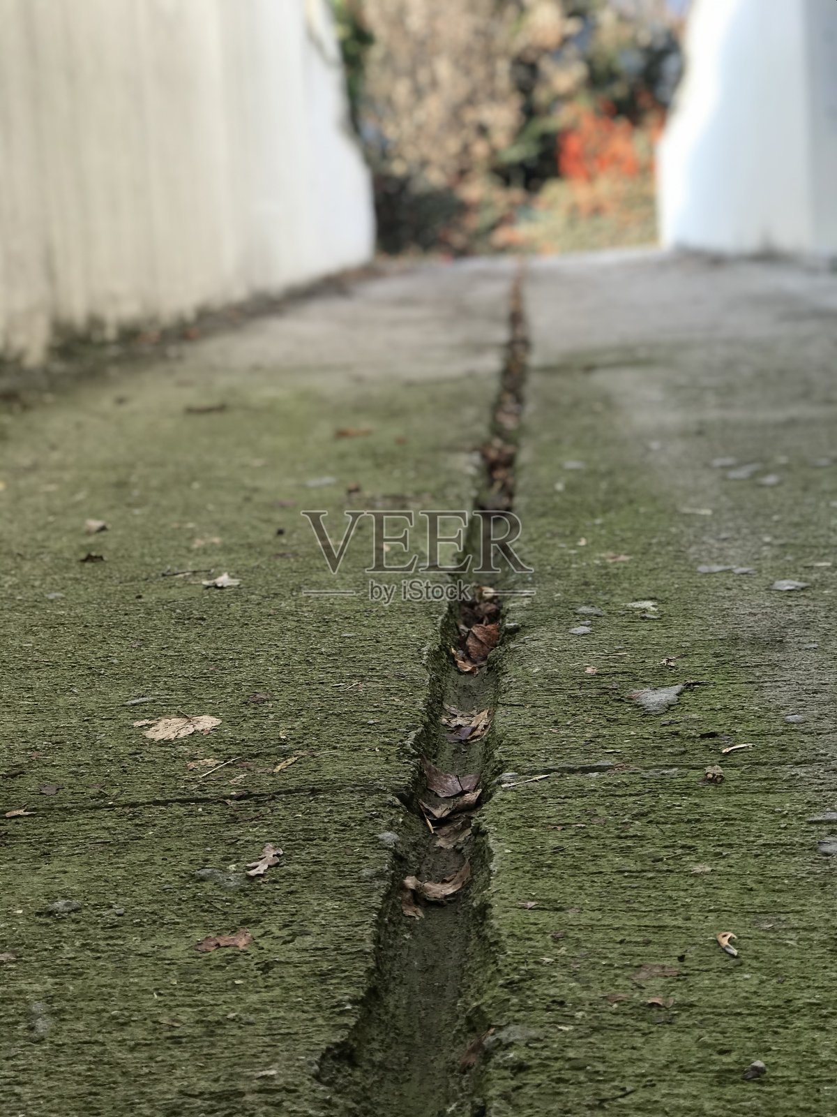 花园照片摄影图片