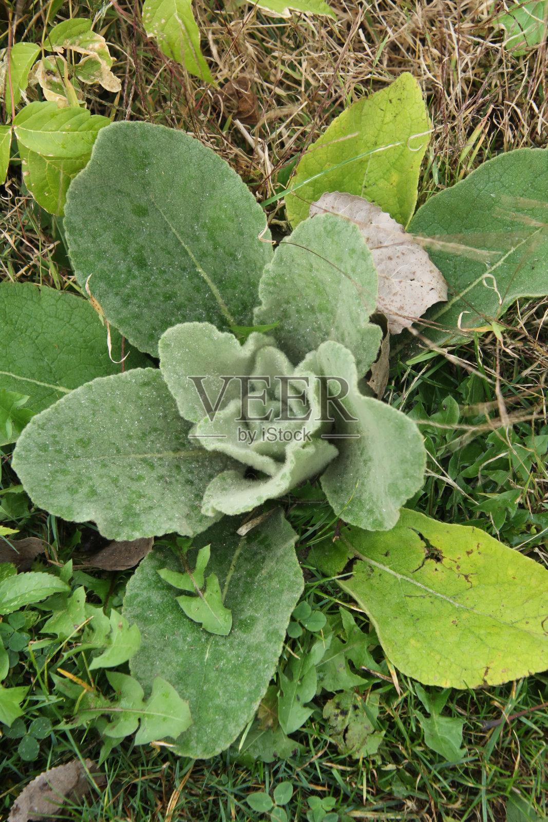 臭菘照片摄影图片