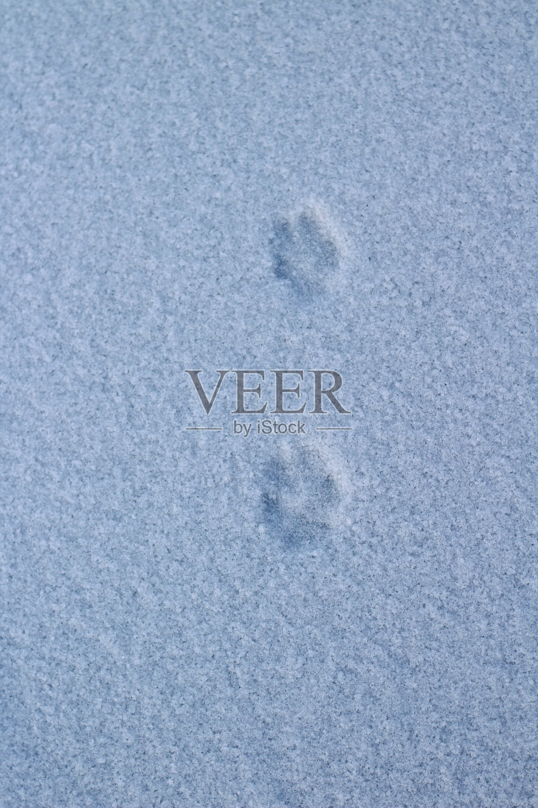 野生动物爪爪在白色的冰雪表面在野生动物照片摄影图片